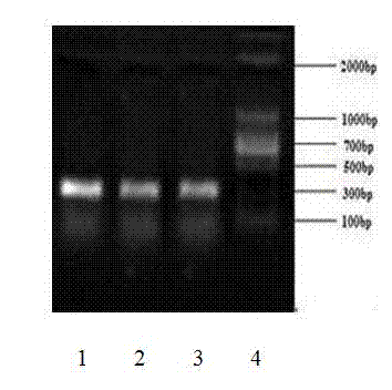 Knockout method of prion gene of goats