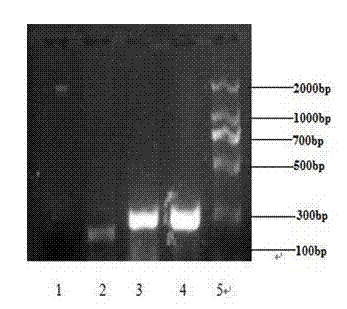 Knockout method of prion gene of goats