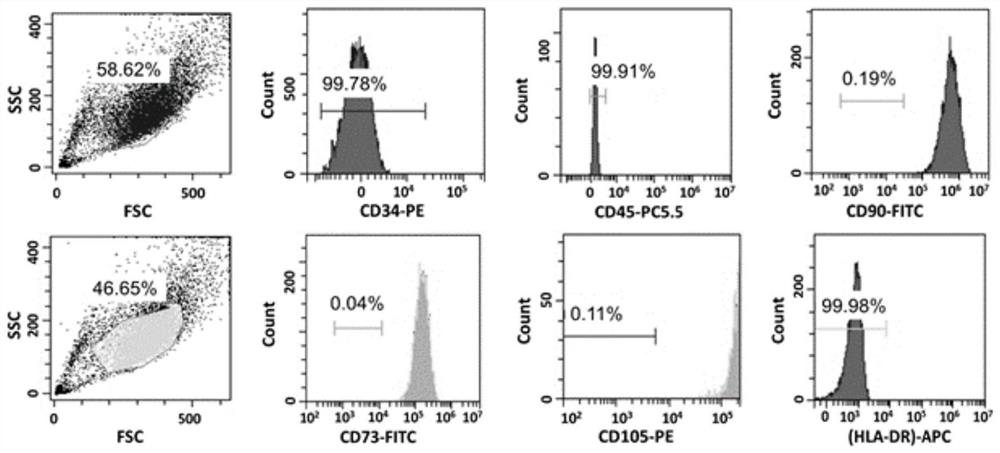 Stem cell serum-free culture medium and preparation method and application thereof