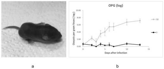 Propagation method for homozygous mice with IFN-gamma gene defect and application of propagation method