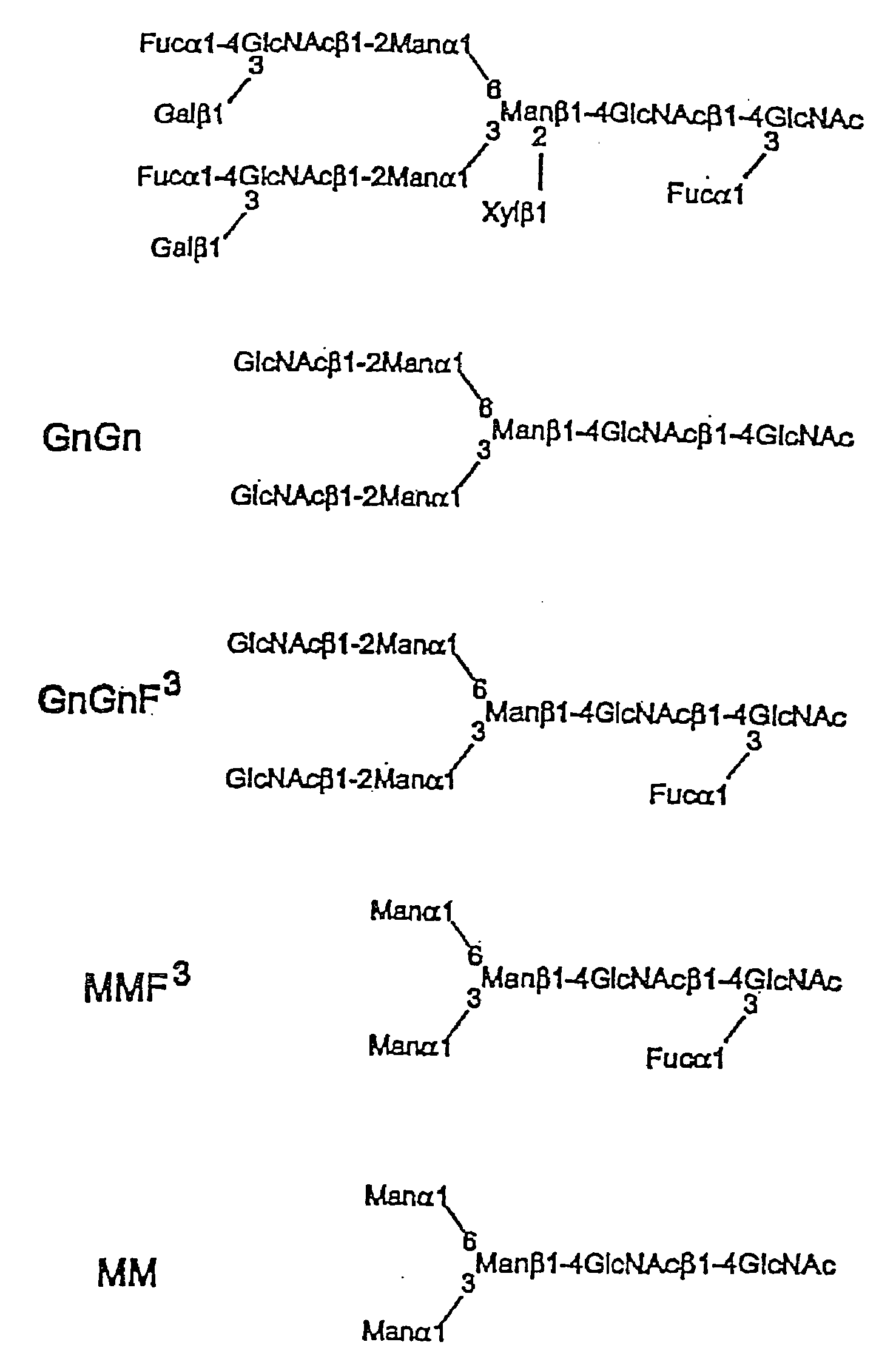 Fucosyl transferase gene