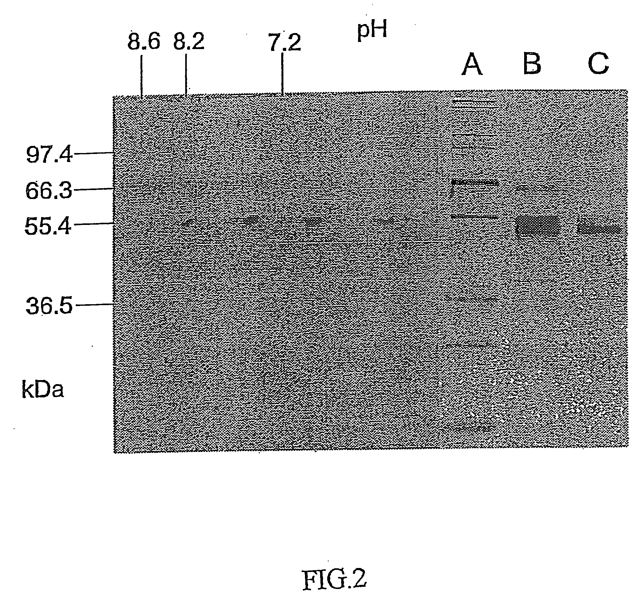 Fucosyl transferase gene