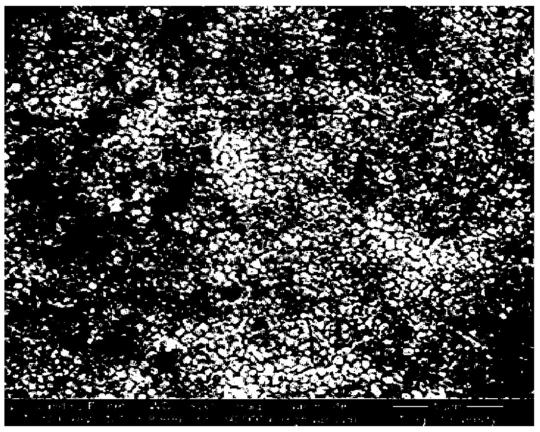 Preparation method of transparent magnesium bismuth niobate film voltage-controlled varactor