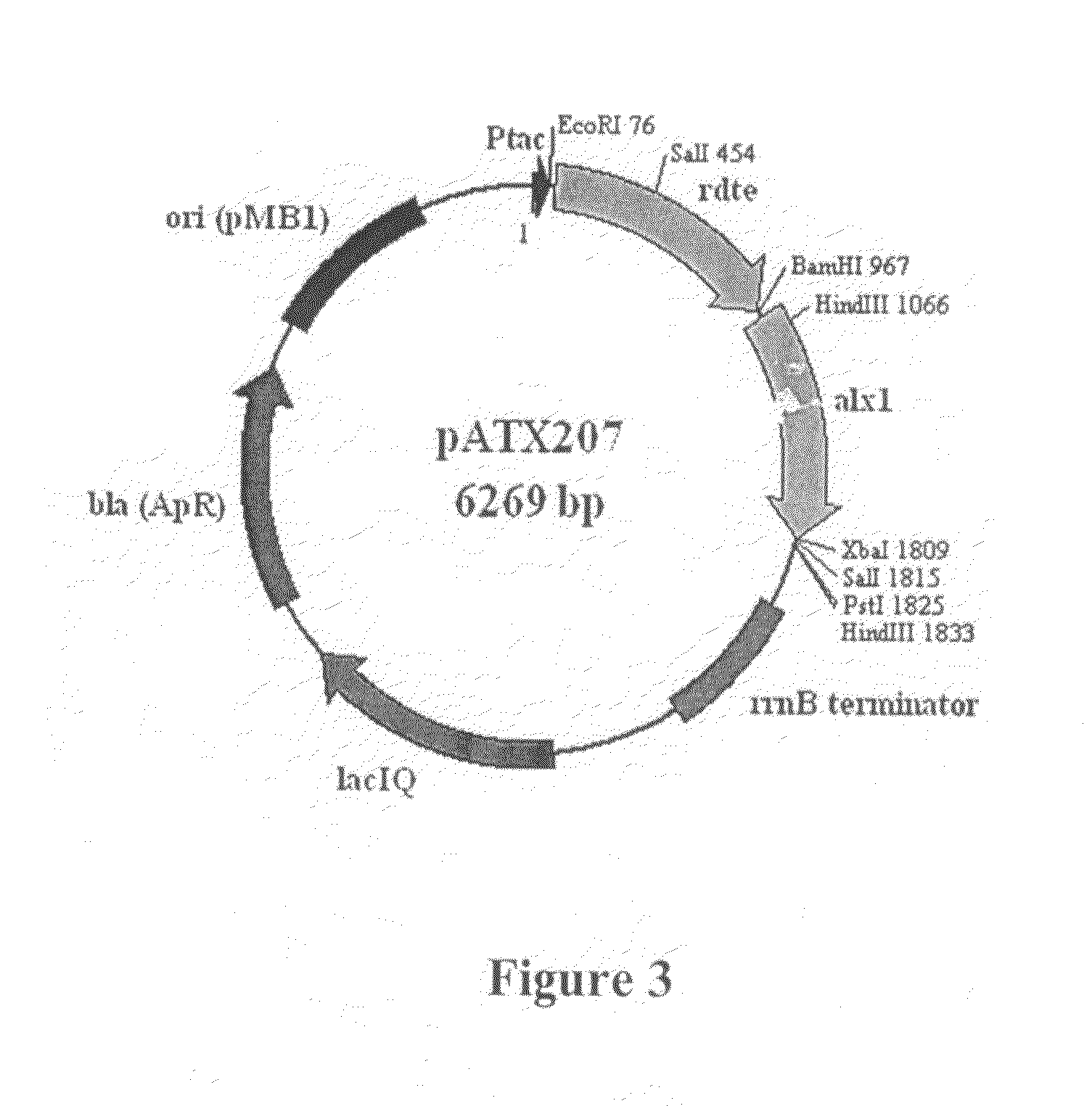 Method for microbial production of xylitol from arabinose