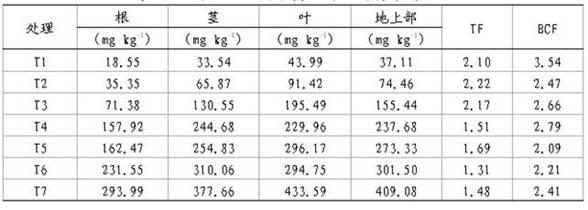 Application of siegesbeckia herb in remediation of soil contaminated with heavy metal cadmium