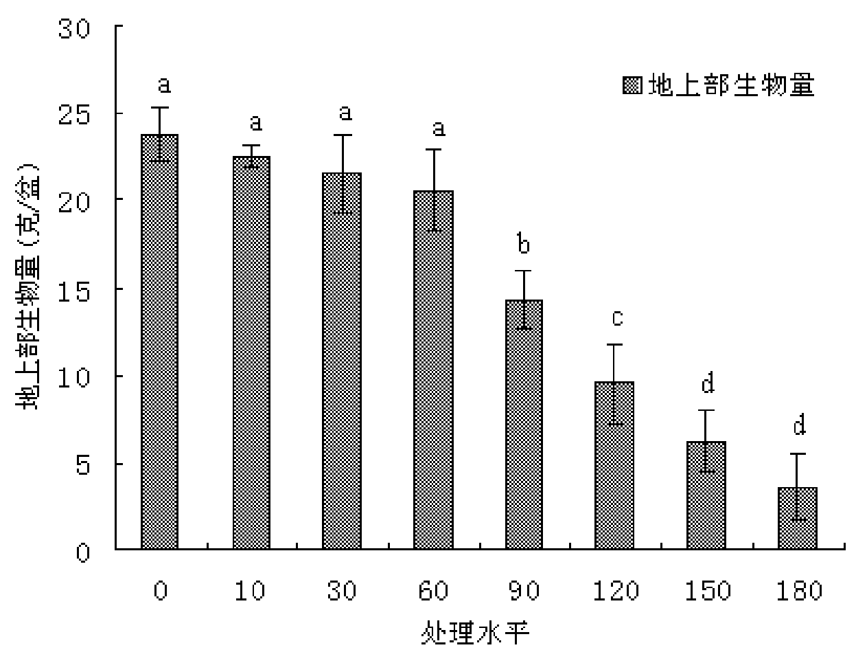 Application of siegesbeckia herb in remediation of soil contaminated with heavy metal cadmium