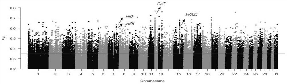 Sites on cat genes related to equine adaptation to hypoxic environments and their applications
