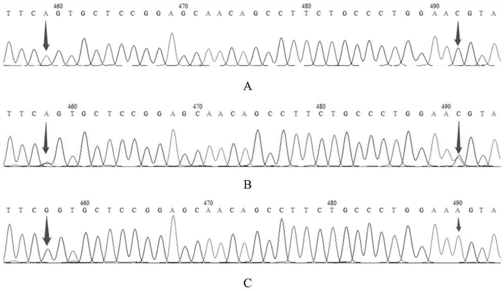 Sites on cat genes related to equine adaptation to hypoxic environments and their applications