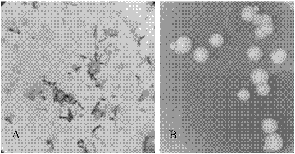 Bacillus subtilis for degrading aflatoxin B1, and application of bacillus subtilis