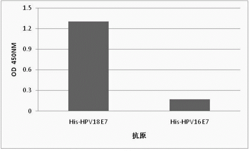 Monoclonal antibody for identifying HPV18 positive cervical epithelial cancer cells, and applications thereof