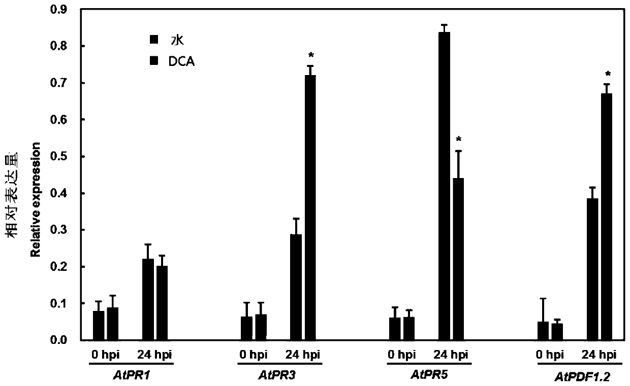 Application of 3,5-dichloroanthranilic acid in induction of resistance of arabidopsis thaliana to gray mold and method of 3,5-dichloroanthranilic acid