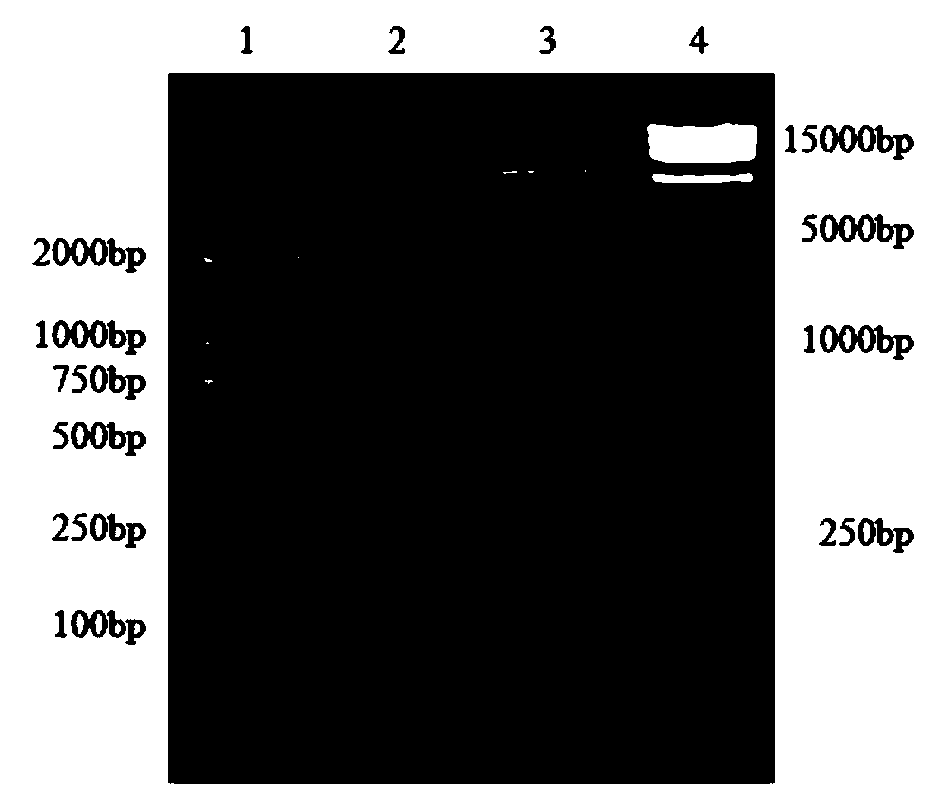 Duck hepatitis virus (DHV) I type VP1 protein inhibitory peptide and application thereof