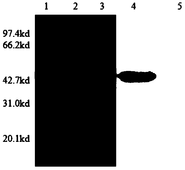 Duck hepatitis virus (DHV) I type VP1 protein inhibitory peptide and application thereof