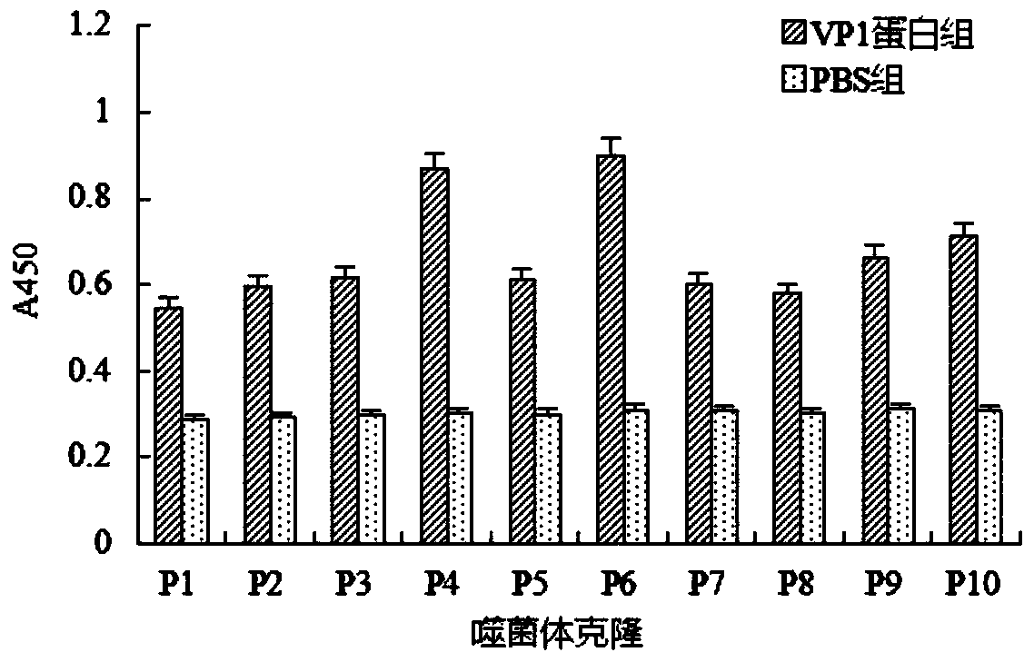 Duck hepatitis virus (DHV) I type VP1 protein inhibitory peptide and application thereof