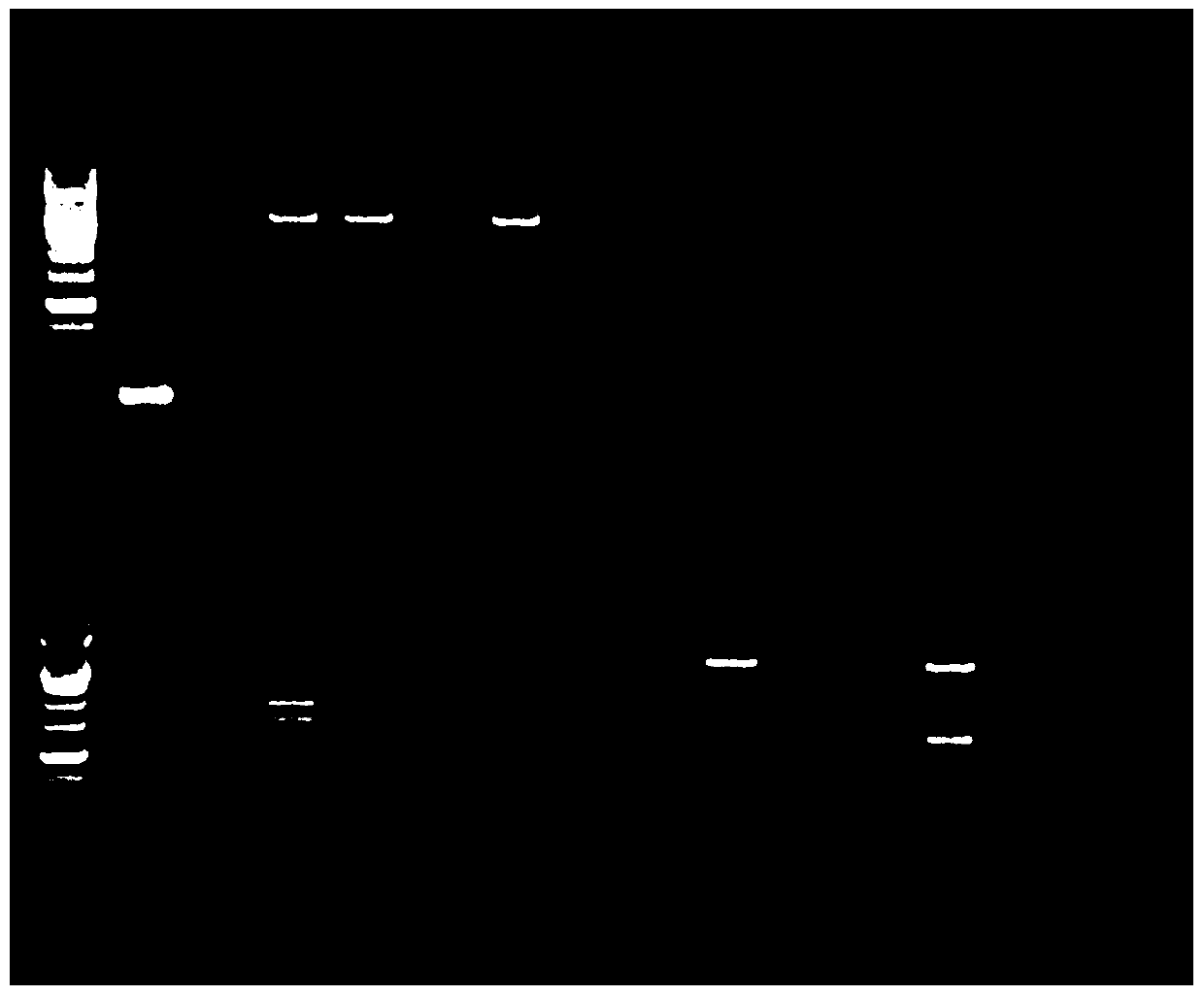 It is suitable for breeding grapefruit co-dominant rfp molecular marker with red skin trait and its application