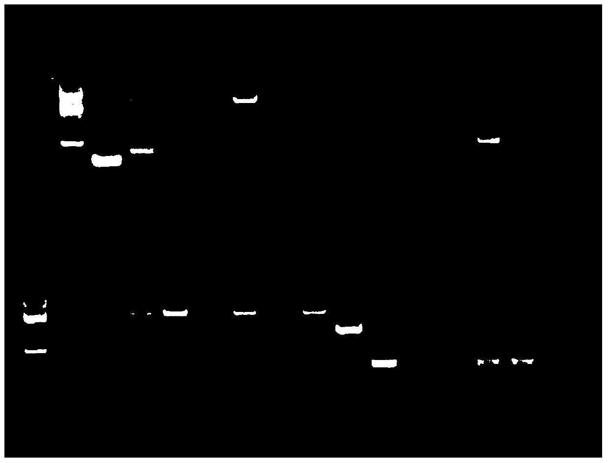 It is suitable for breeding grapefruit co-dominant rfp molecular marker with red skin trait and its application