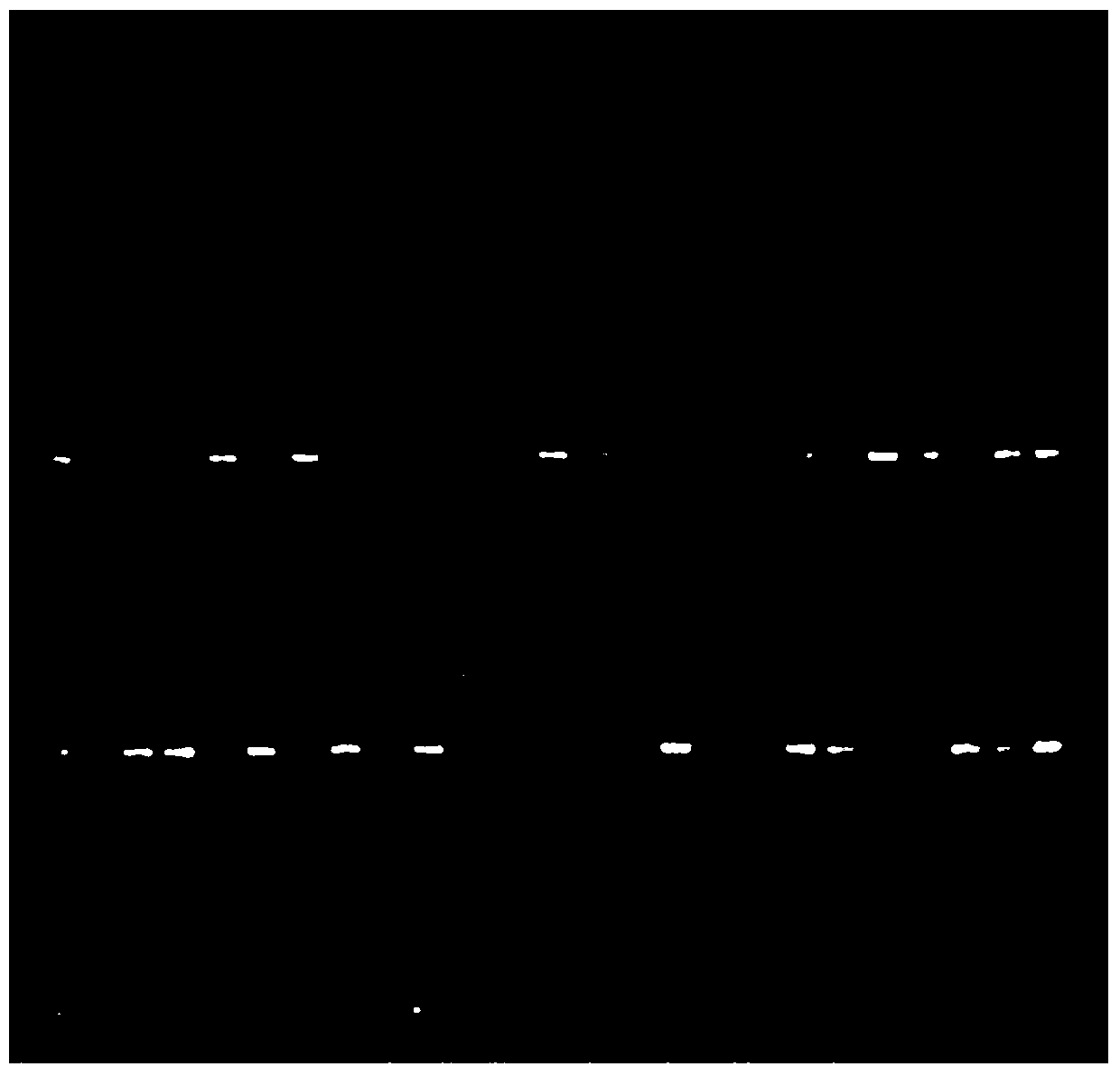 It is suitable for breeding grapefruit co-dominant rfp molecular marker with red skin trait and its application