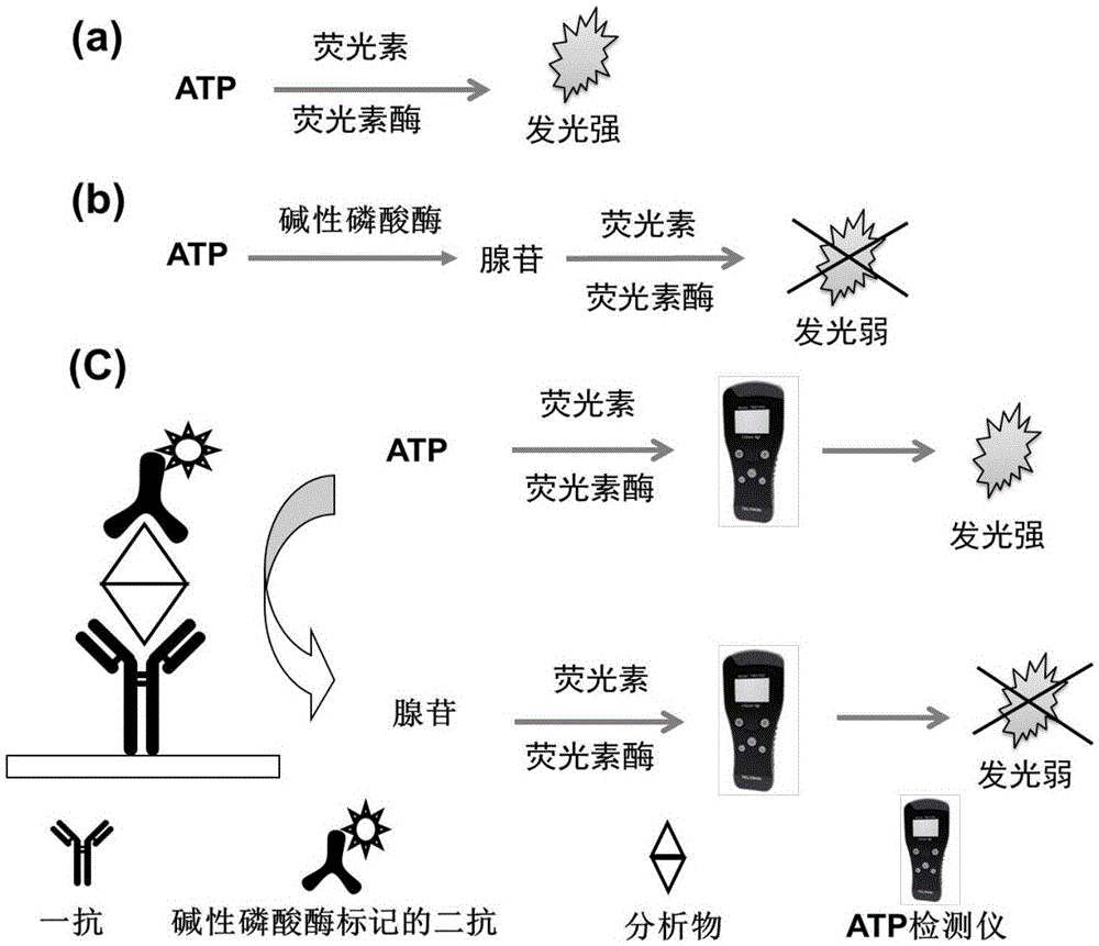 Immunoassay method based on fluorescein and luciferase bioluminescent reaction and application thereof