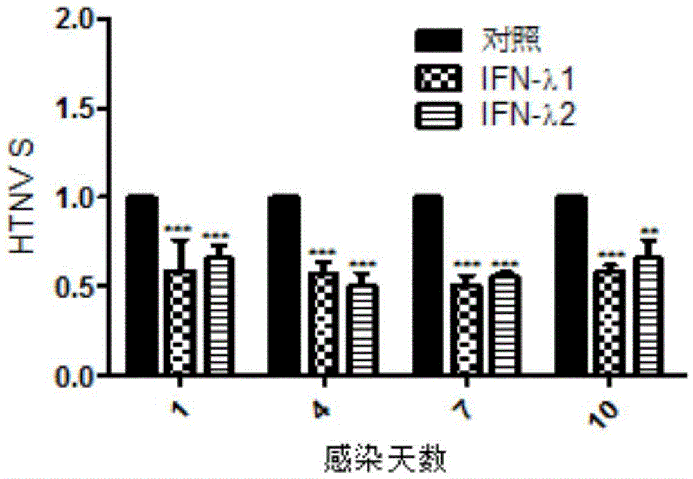 Application of lambda interferon to preparation of anti-Hantaan virus drugs