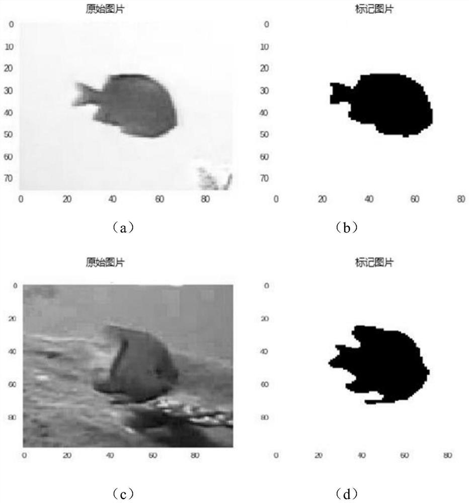 Marine fish image recognition method based on deep learning