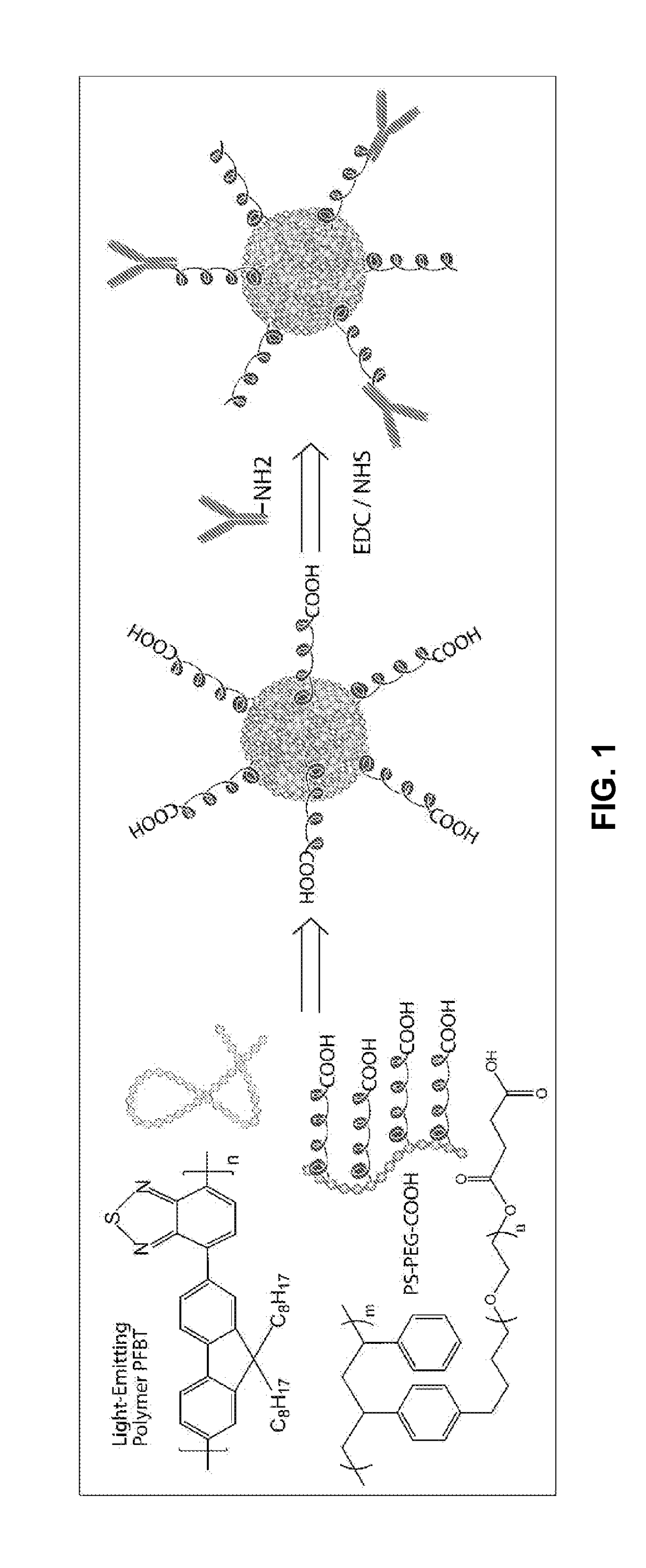 Functionalized chromophoric polymer dots and bioconjugates thereof