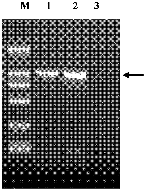 Milk cow Streptococcus uberis subunit vaccine GapC protein, and preparation method and application thereof