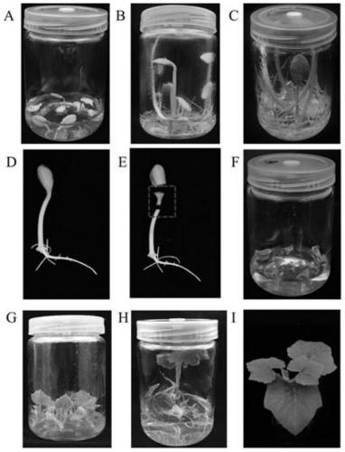 Agrobacterium rhizogenes-mediated transformation method for pumpkin root system and gene editing method