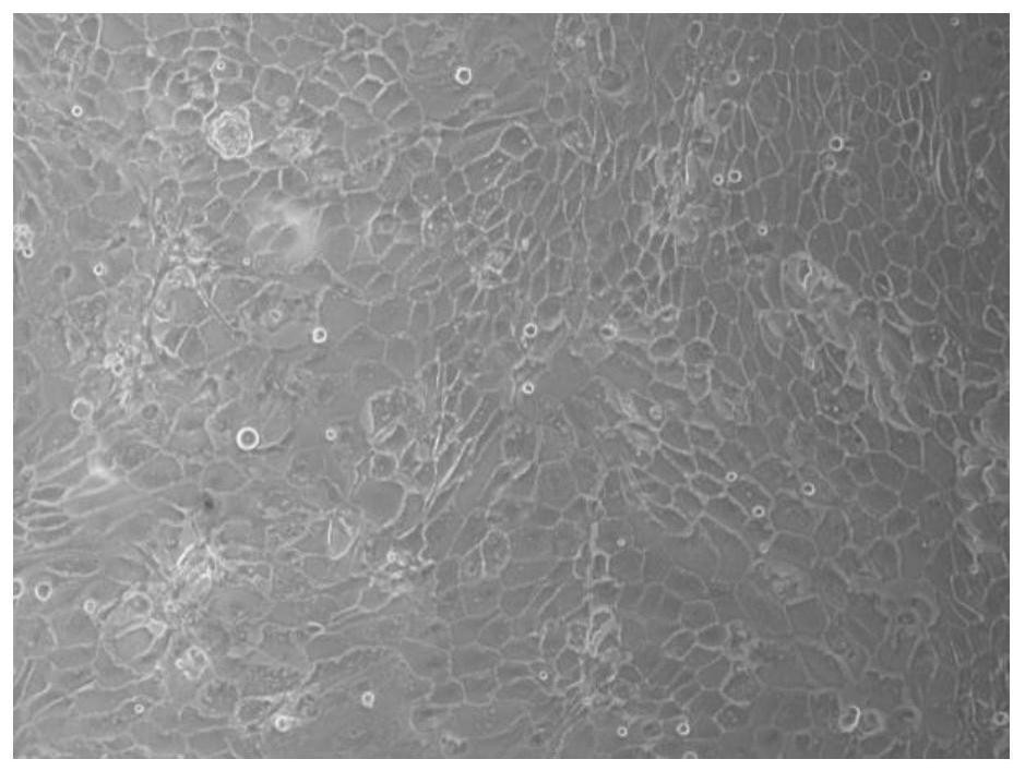 Establishment method and application of sheep endometrial epithelial cell line