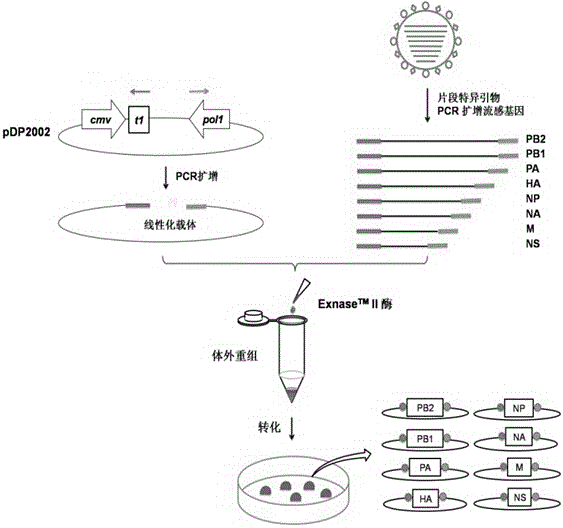 PCR (polymerase chain reaction) amplification primers of influenza A virus gene and rapid cloning method of influenza A virus gene