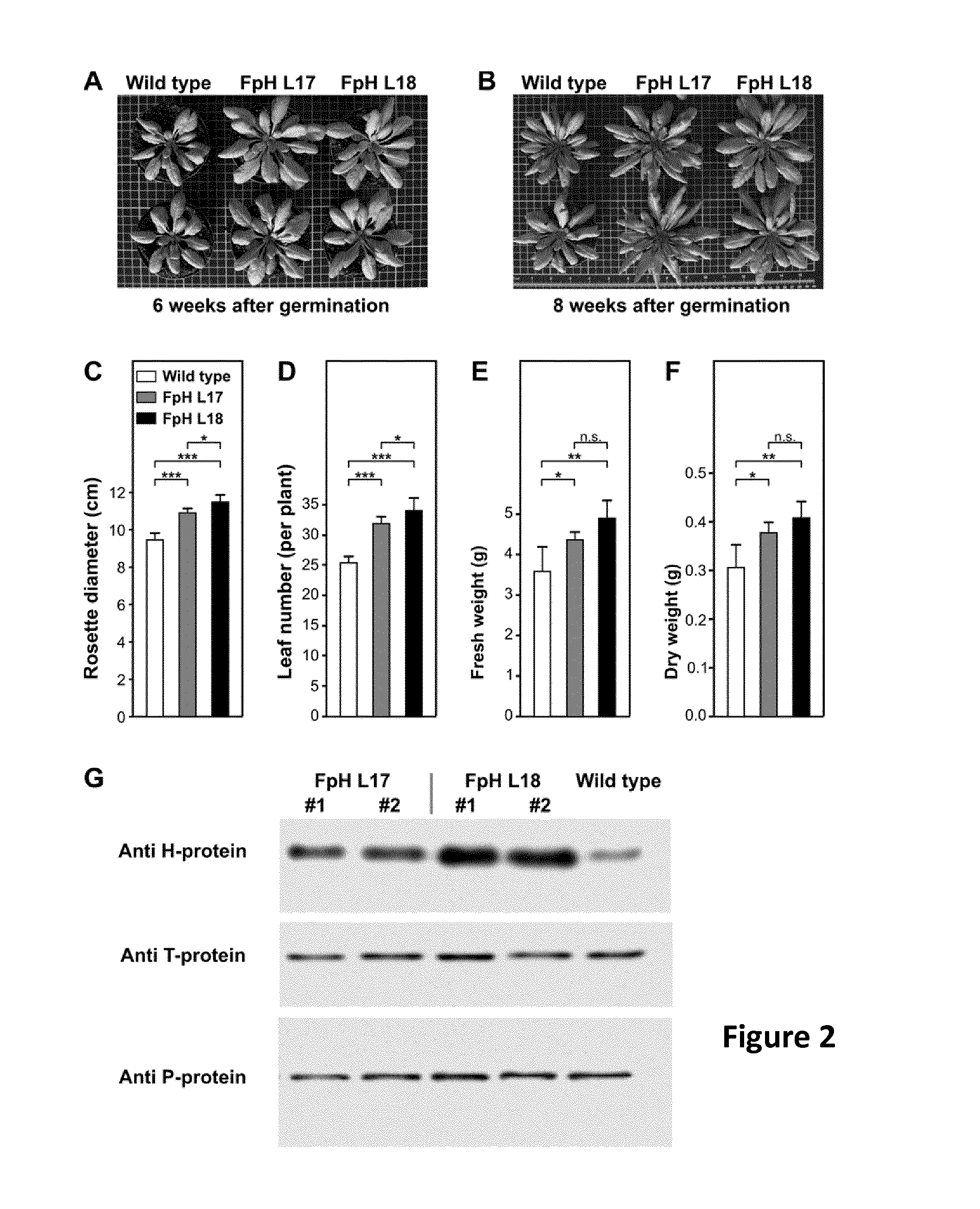 Plants with increased growth over expressing a mitochondrial glycine decarboxylase complex subunit