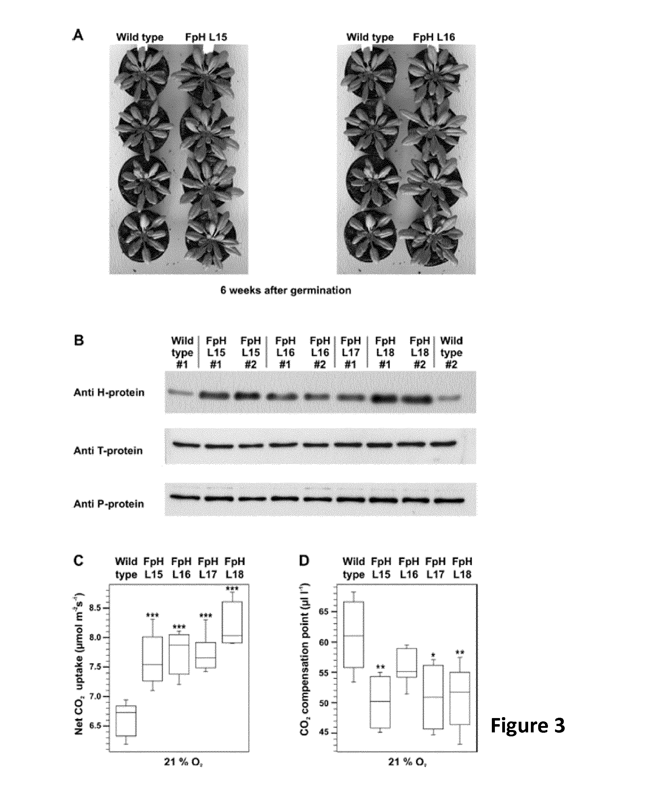 Plants with increased growth over expressing a mitochondrial glycine decarboxylase complex subunit