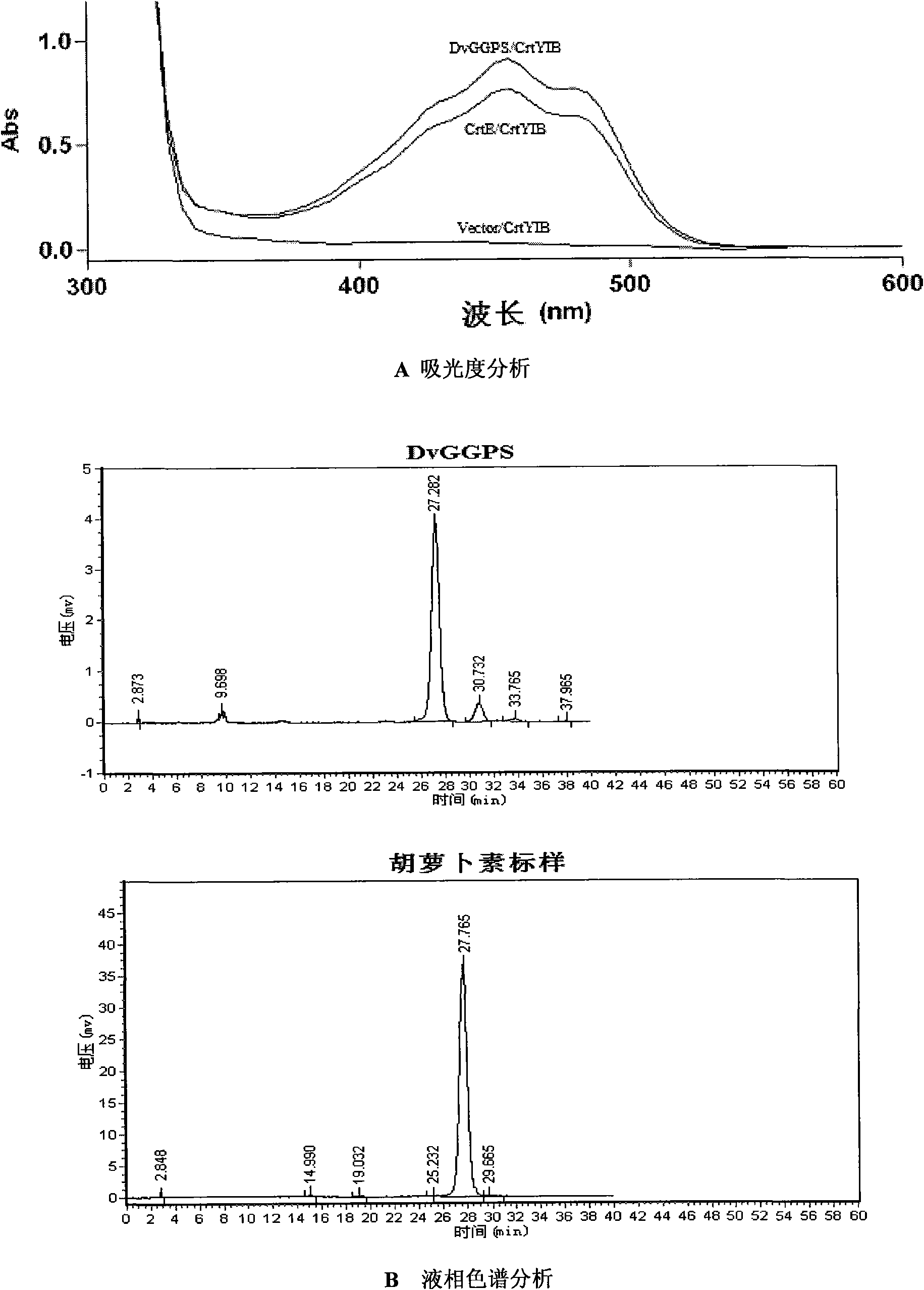 Synthetase gene relative to carotene synthesis, coded protein and application thereof
