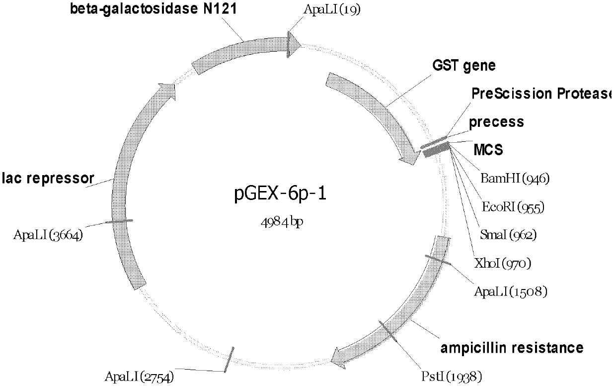 Small-ring type DNA (deoxyribonucleic acid) recombinant vector for blocking HIV (human immunodeficiency virus)-1 membrane fusion and application thereof