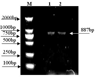 Flavanone 3',5'-hydroxylase gene and protein coded by same