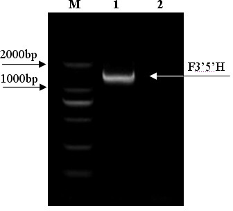 Flavanone 3',5'-hydroxylase gene and protein coded by same