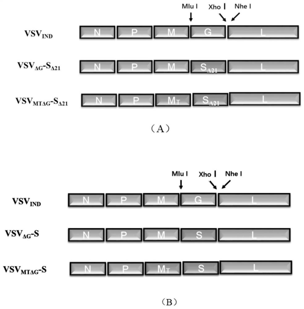 Construction and application of pseudotyped VSV (vesicular stomatitis virus) for expressing SARS-CoV-2 spike (S) protein or variant Sdelta21 of SARS-CoV-2 S protein