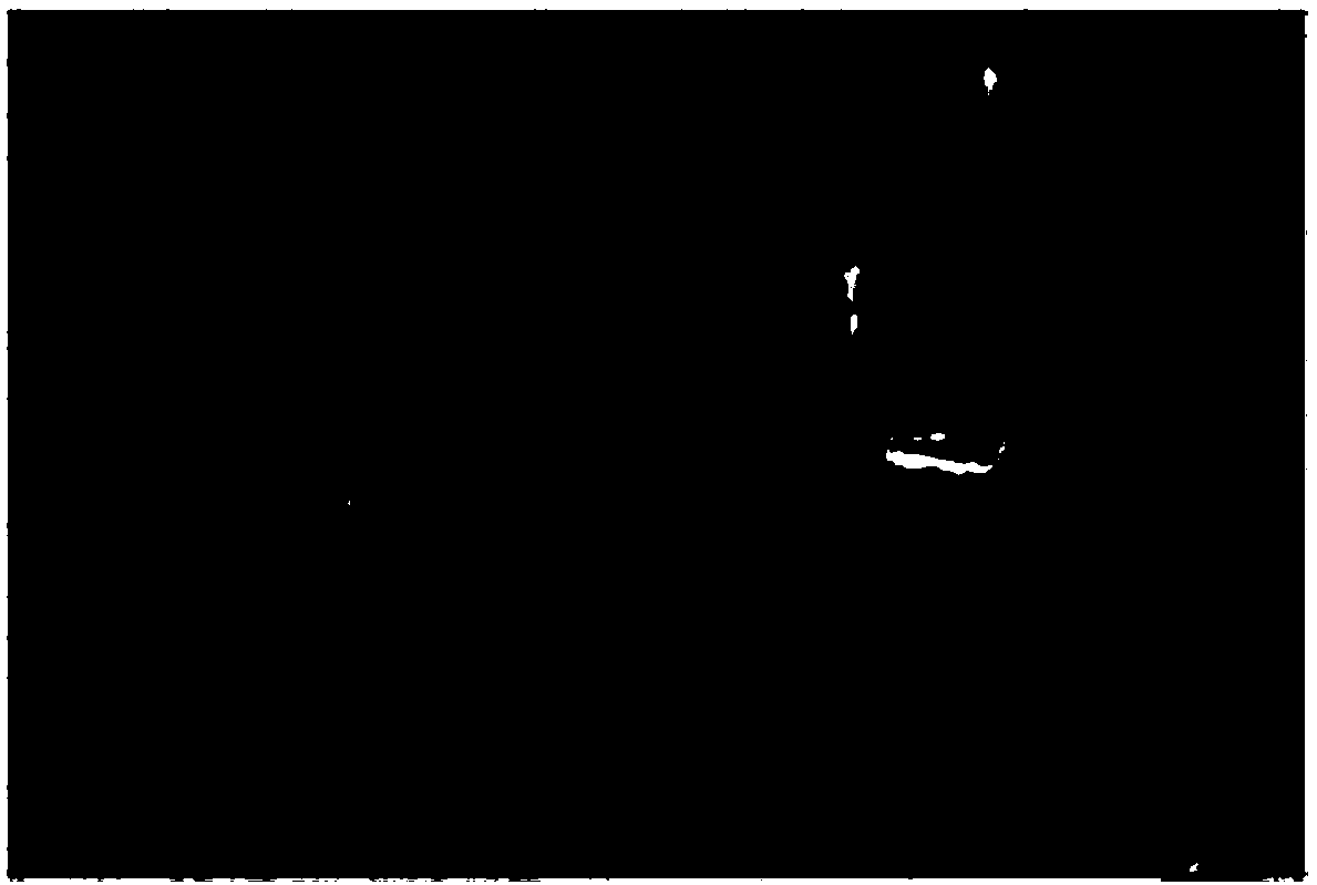 Thermal infrared human body target recognition method based on monotonic wave direction energy histogram