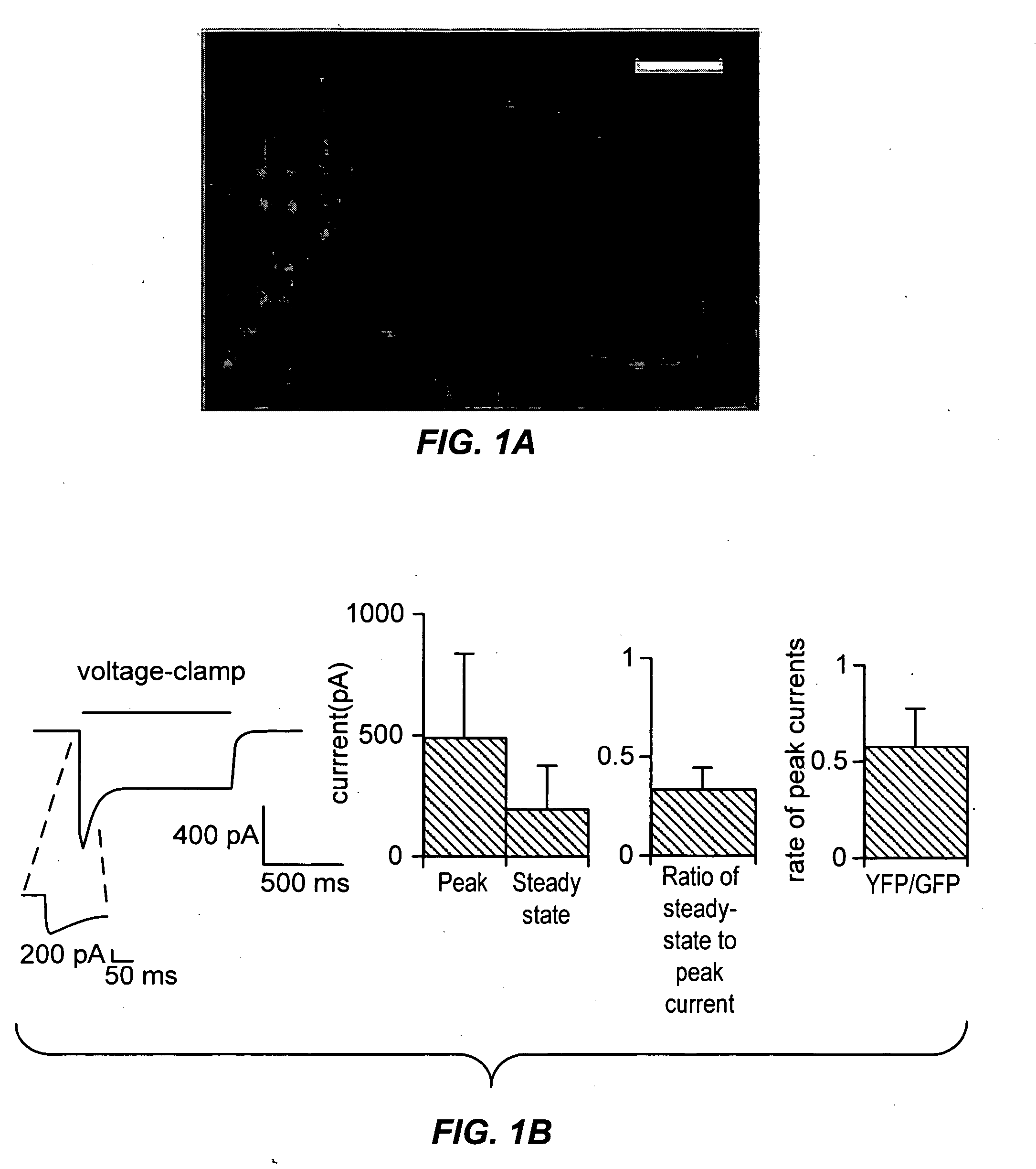 Light-activated cation channel and uses thereof