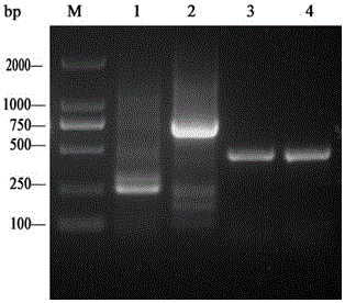 The brown planthopper nlcdc2 gene and its encoded product and application