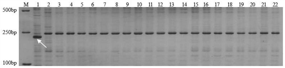 Molecular marker for detecting wheat backbone germplasm weekly 8425B specific chromosome segment and application of molecular marker