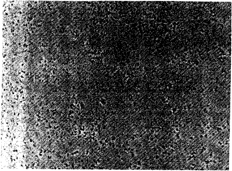 Cellulose decomposition compound bacteria system and method for carrying out co-culture on cellulose decomposition compound bacteria system and sulfate reducing bacteria