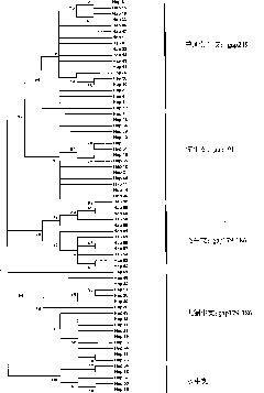 Maternal genetic marker for identification of domestic cattle of bos and identification method and application thereof