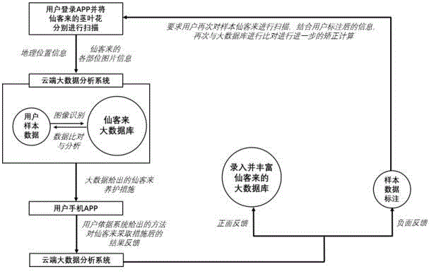 APP based on big data and image recognition and used for household maintenance of cyclamen