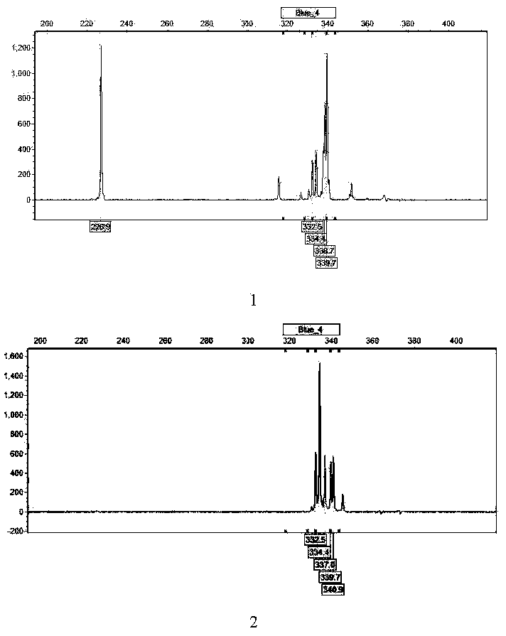 Universal SSR (simple sequence repeat) molecular marker CSSR1 for chrysanthemum and related plants and application thereof