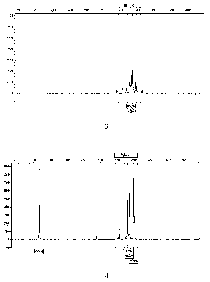 Universal SSR (simple sequence repeat) molecular marker CSSR1 for chrysanthemum and related plants and application thereof