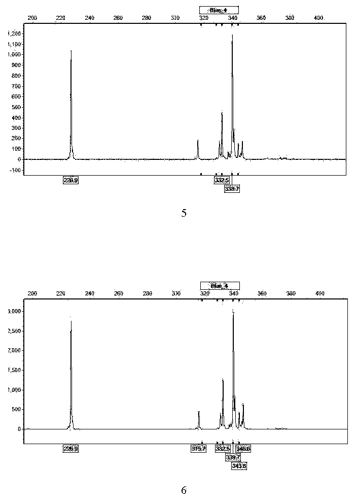 Universal SSR (simple sequence repeat) molecular marker CSSR1 for chrysanthemum and related plants and application thereof