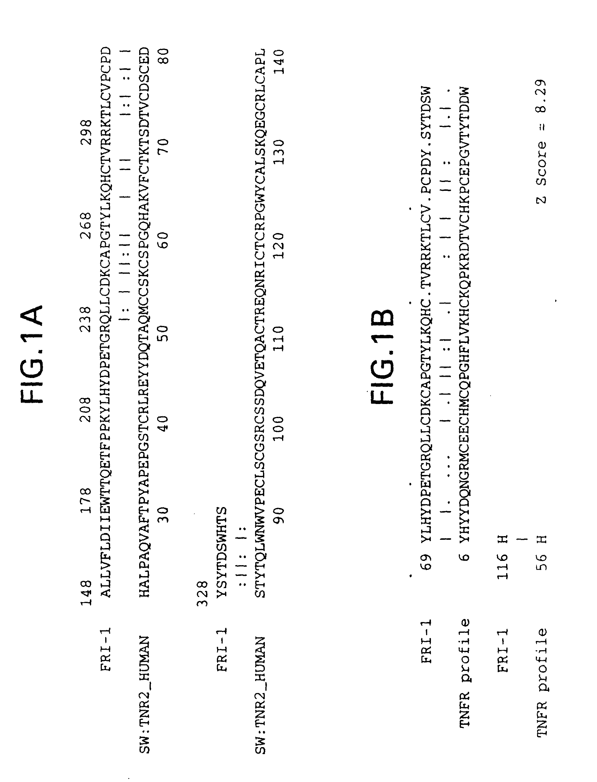 Osteoprotegerin