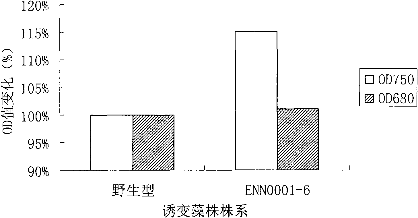 High-growth-rate Dunaliella tertiolecta obtained through ultraviolet mutation breeding