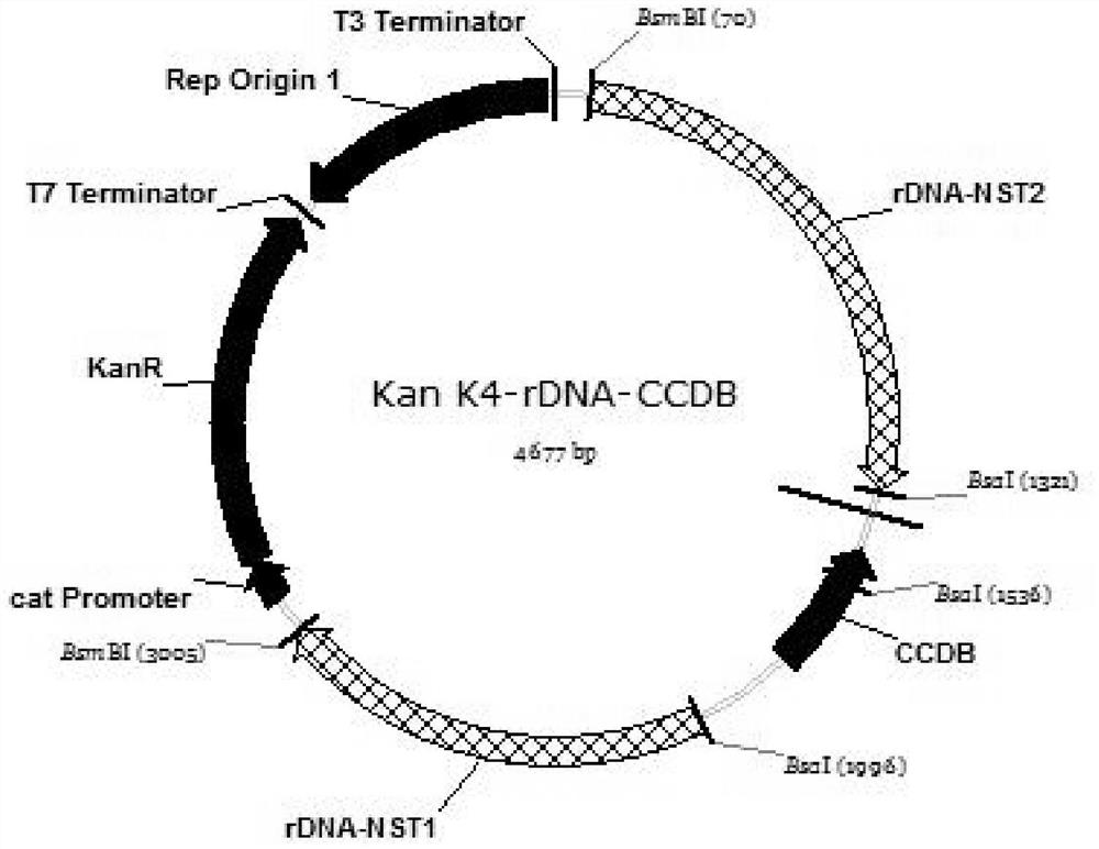 Recombinant Saccharomyces cerevisiae strain and its preparation method and application