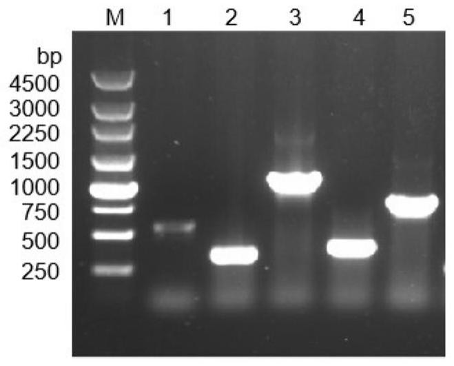 Filamentous fungus replicon